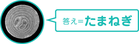 答え＝たまねぎ