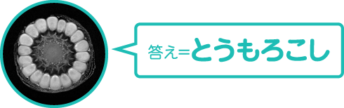 答え＝とうもろこし