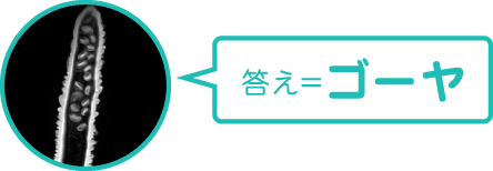 答え＝ゴーヤ
