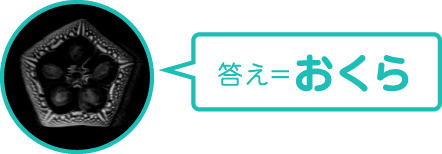答え＝おくら